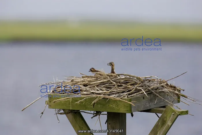 : Osprey nest with chicks : Osprey nest with chicks