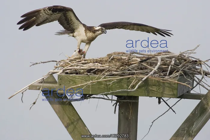 : Osprey at nest with fish : Osprey at nest with fish