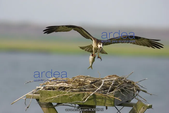 : Osprey at nest with fish : Osprey at nest with fish