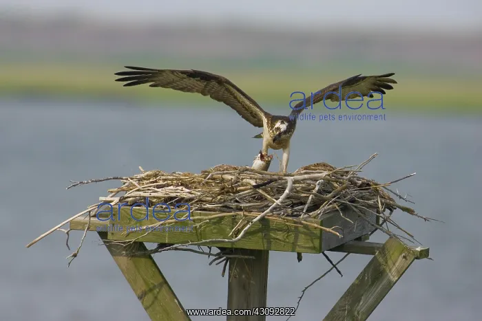 : Osprey at nest with fish : Osprey at nest with fish