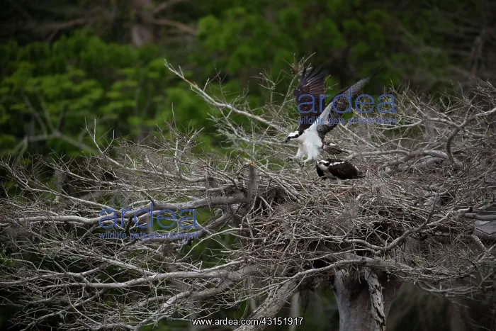 : Osprey at nest, Florida, Usa : Osprey at nest, Florida, Usa