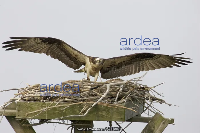 : Osprey at nest with prey : Osprey at nest with prey