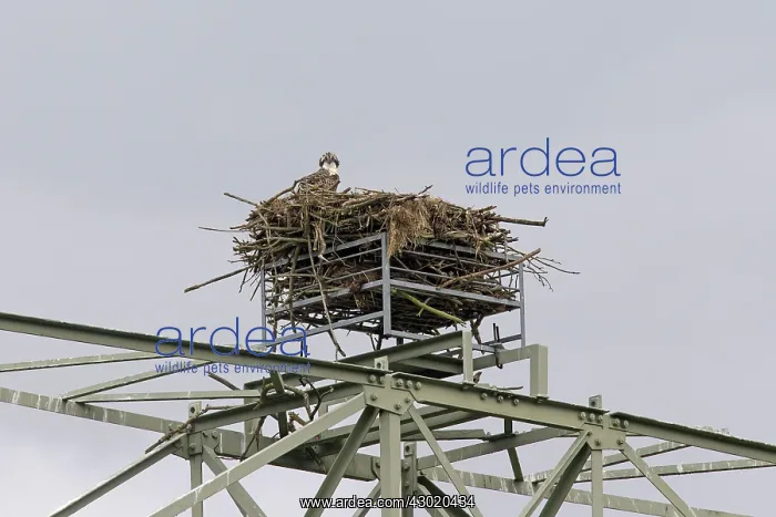 : Osprey nesting on a electric power pylon : Osprey nesting on a electric power pylon