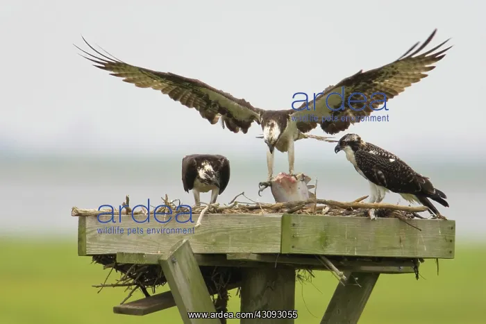 : Osprey at nesting platform : Osprey at nesting platform