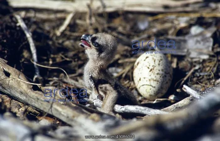 : Osprey Nestling : Osprey Nestling