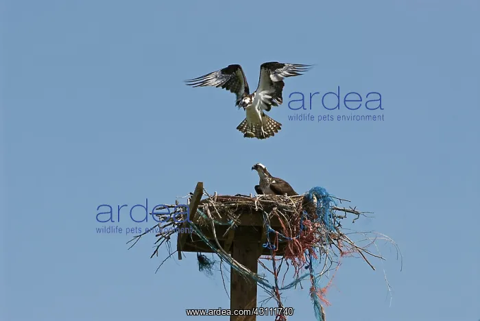 : Osprey Pair Nesting : Osprey Pair Nesting