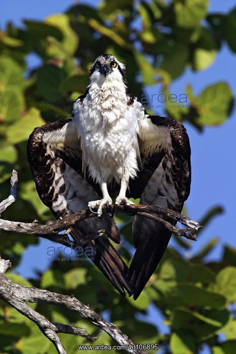 : Osprey (Pandion haliaetus) : Osprey (Pandion haliaetus)
