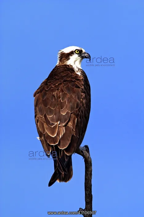 : Osprey (Pandion haliaetus) : Osprey (Pandion haliaetus)