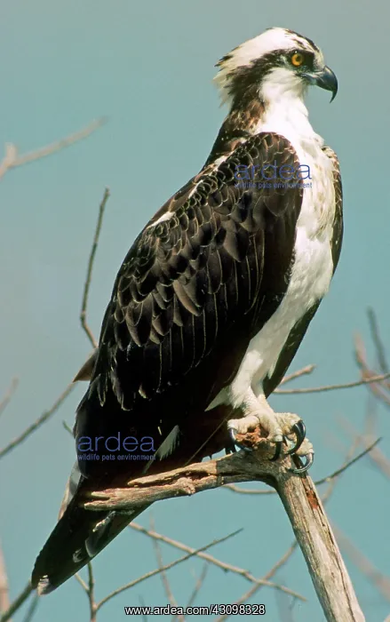 : Osprey (Pandion haliaetus carolinensis) : Osprey (Pandion haliaetus carolinensis)