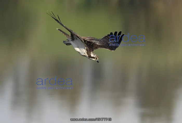 : Osprey (Pandion haliaetus) in a dive