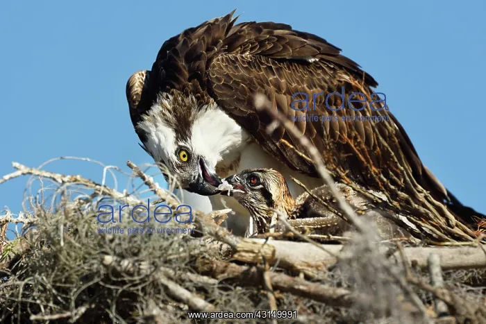 : Osprey (Pandion haliaetus) female sitting on the nest and fe : Osprey (Pandion haliaetus) female sitting on the nest and fe
