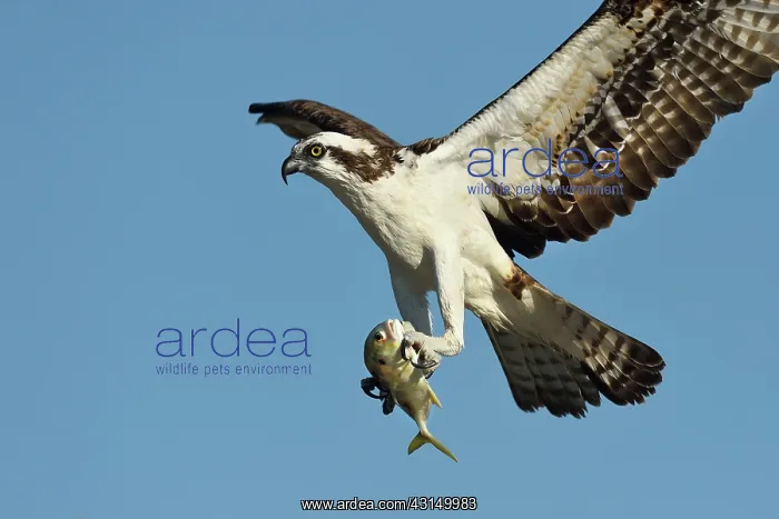 : Osprey (Pandion haliaetus) male flying with prey in its claw : Osprey (Pandion haliaetus) male flying with prey in its claw