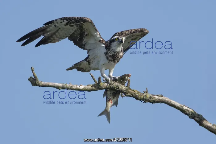 : Osprey (Pandion haliaetus) perched on a branch : Osprey (Pandion haliaetus) perched on a branch