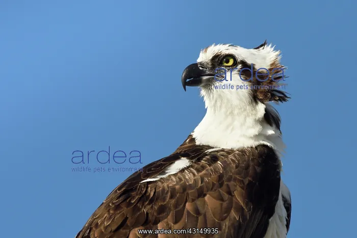 : Osprey (Pandion haliaetus) portrait of an adult male watchin : Osprey (Pandion haliaetus) portrait of an adult male watchin