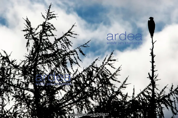 : Osprey (Pandion haliaetus) - silhouette of adult perched on : Osprey (Pandion haliaetus) - silhouette of adult perched on