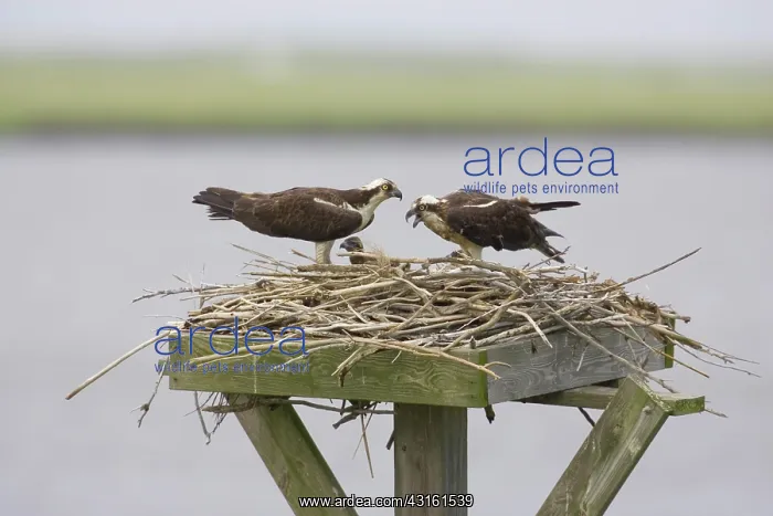 : Osprey (Pandion halietus) feeding chicks : Osprey (Pandion halietus) feeding chicks