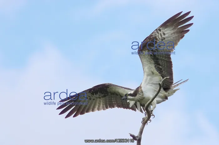: Osprey - Perching on Dead Tree : Osprey - Perching on Dead Tree