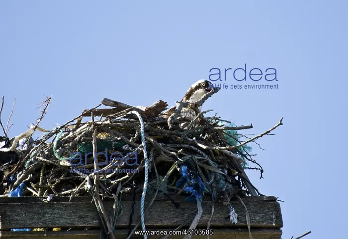 : Osprey Repairing Nest : Osprey Repairing Nest