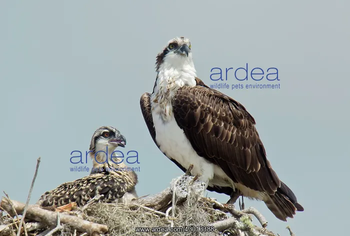: Osprey / Sea Hawk / Fish Eagle / River Hawk adult : Osprey / Sea Hawk / Fish Eagle / River Hawk adult