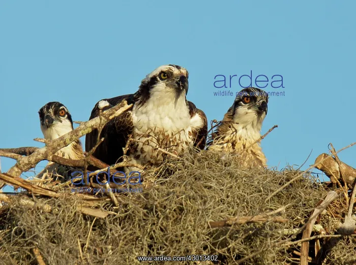 : Osprey / Sea Hawk / Fish Eagle / River Hawk adult : Osprey / Sea Hawk / Fish Eagle / River Hawk adult