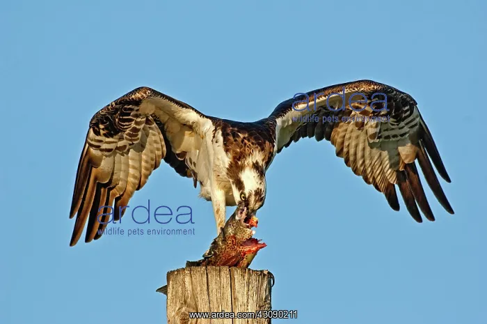 : Osprey with Spotted Bass : Osprey with Spotted Bass