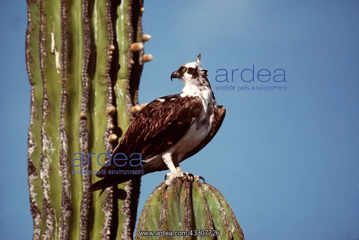 : OSPREY - standing on cactus : OSPREY - standing on cactus