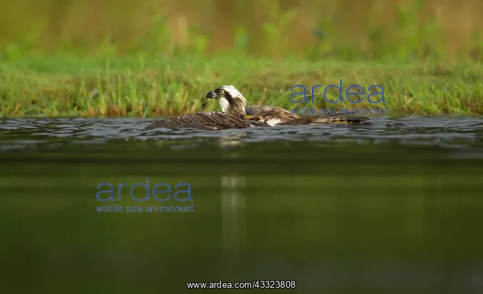 : Osprey - on surface of water retrieving trout prey - August : Osprey - on surface of water retrieving trout prey - August