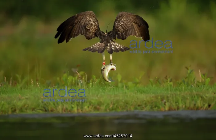 : Osprey - tagged in flight with Trout prey in talons - August : Osprey - tagged in flight with Trout prey in talons - August