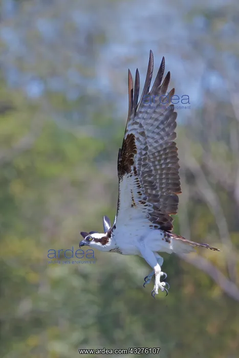 : Osprey - taking off Pandion haliaetus Tarcoles, Costa Rica B : Osprey - taking off Pandion haliaetus Tarcoles, Costa Rica B