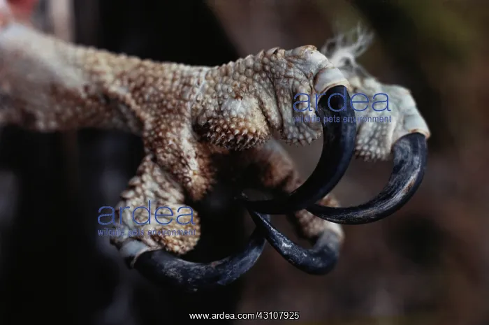 : Osprey talons : Osprey talons