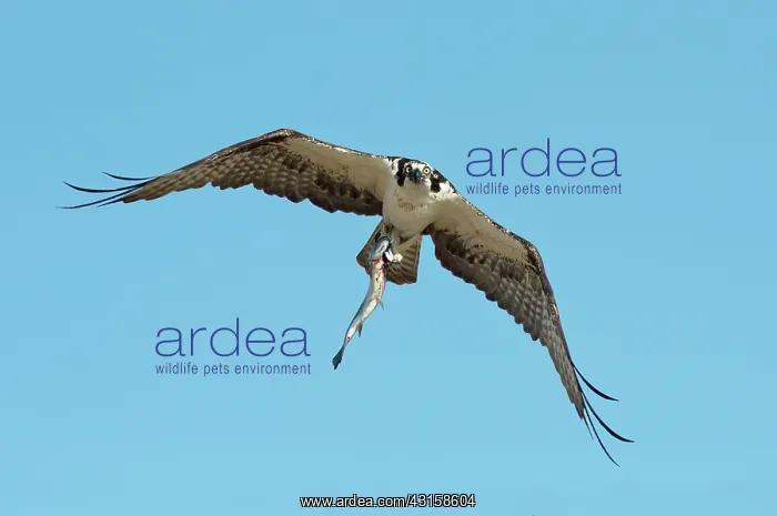 : Osprey with Trout : Osprey with Trout