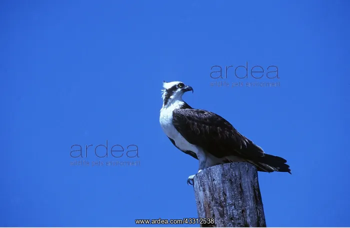 : OSPREY - on wooden post : OSPREY - on wooden post
