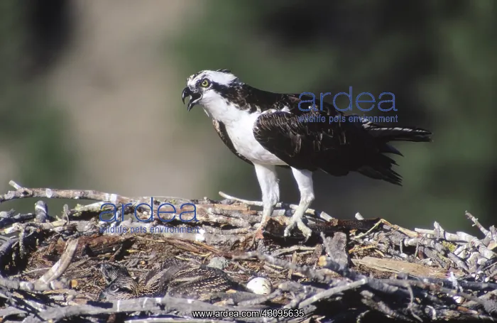 : Osprey and young : Osprey and young