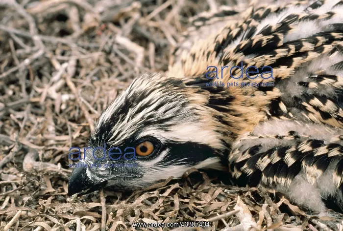 : OSPREY - young, close-up of head : OSPREY - young, close-up of head