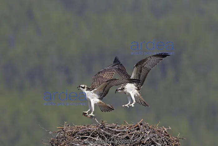  : Osprey young at nest