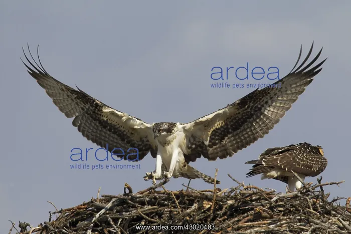  : Osprey young at nest