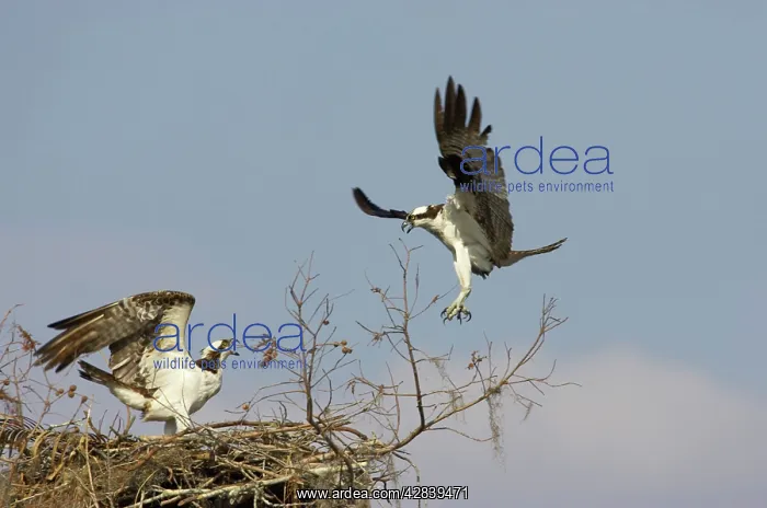 : Ospreys - fighting over nest site : Ospreys - fighting over nest site