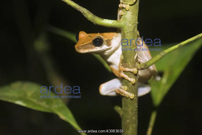 : Osteocephalus planiceps : Osteocephalus planiceps