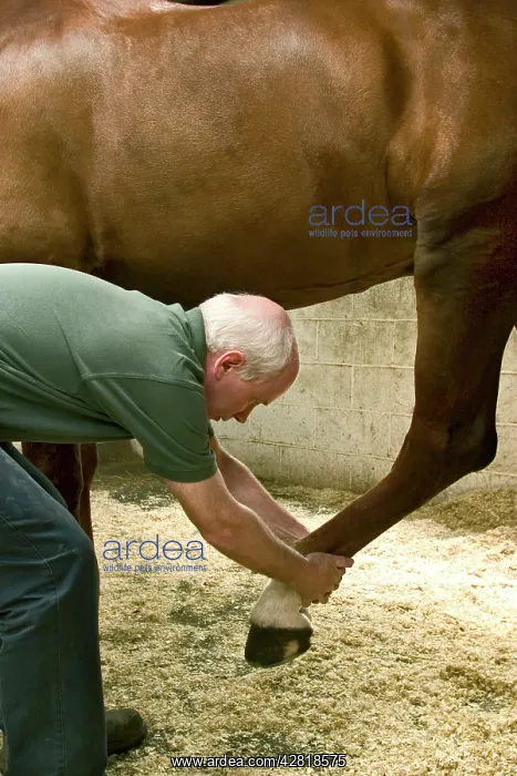 : Osteopath working on horses's leg : Osteopath working on horses's leg