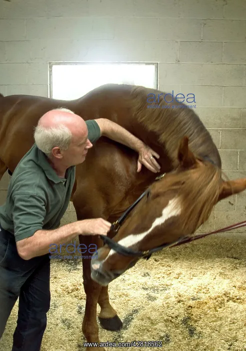 : Osteopath working on horses's neck vertebrae : Osteopath working on horses's neck vertebrae