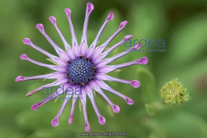 : Osteopernum, African daisy, Osteospermum Pink Whirls : Osteopernum, African daisy, Osteospermum Pink Whirls
