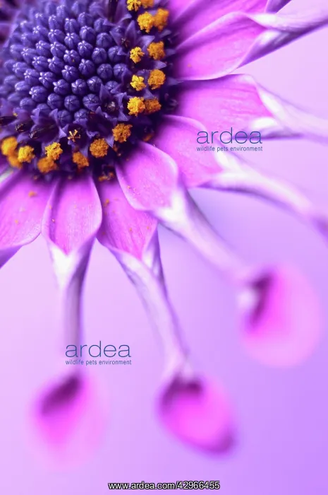 : Osteospermum : Osteospermum