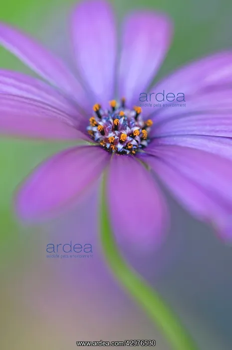 : Osteospermum : Osteospermum