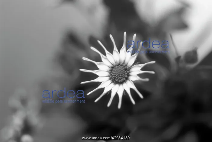 : Osteospermum : Osteospermum