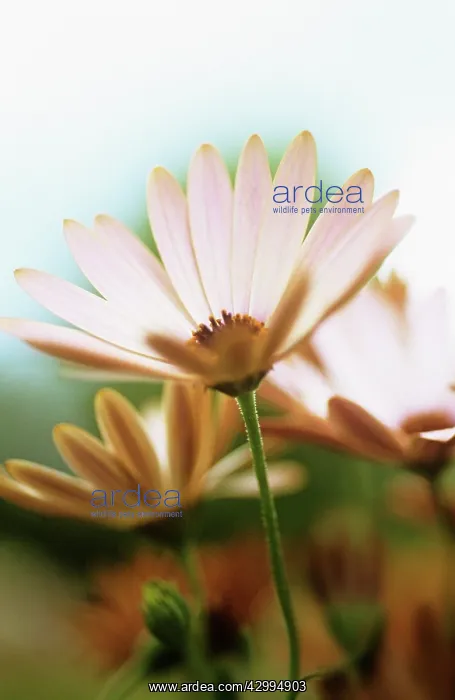 : Osteospermum : Osteospermum