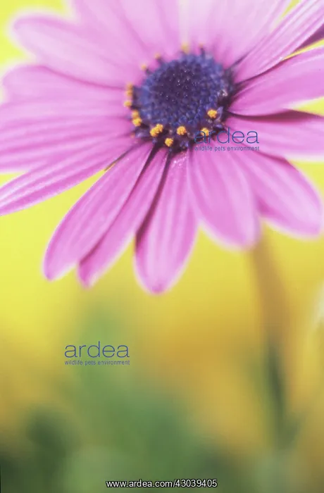 : Osteospermum : Osteospermum