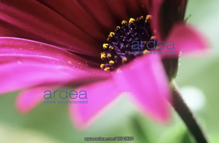 : Osteospermum : Osteospermum