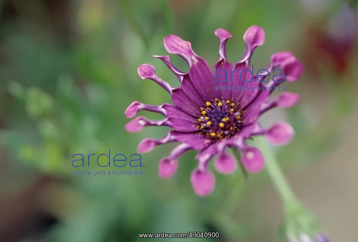 : Osteospermum : Osteospermum