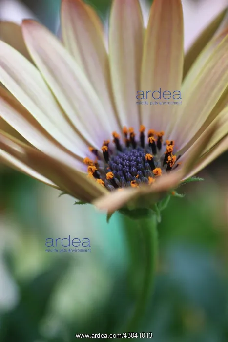 : Osteospermum : Osteospermum
