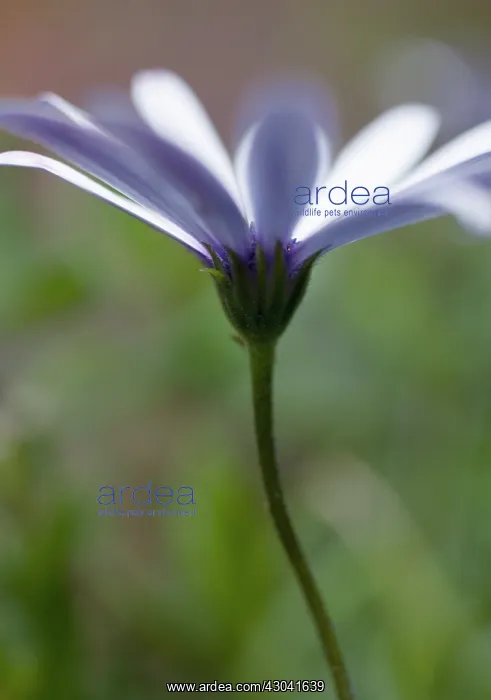 : Osteospermum : Osteospermum